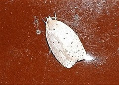 Brachynemata restricta