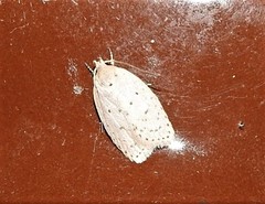Brachynemata restricta