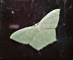 Maxates centrophylla