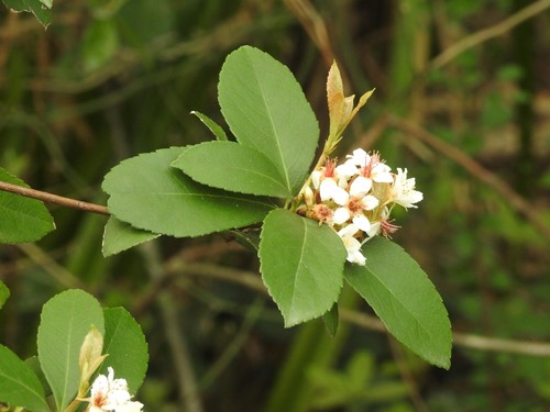Rhaphiolepis indica