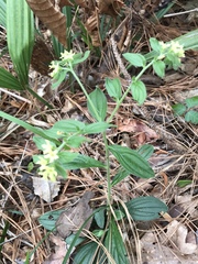 Lithospermum tuberosum