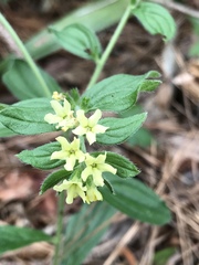 Lithospermum tuberosum
