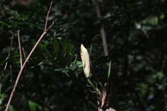 Monstera adansonii image