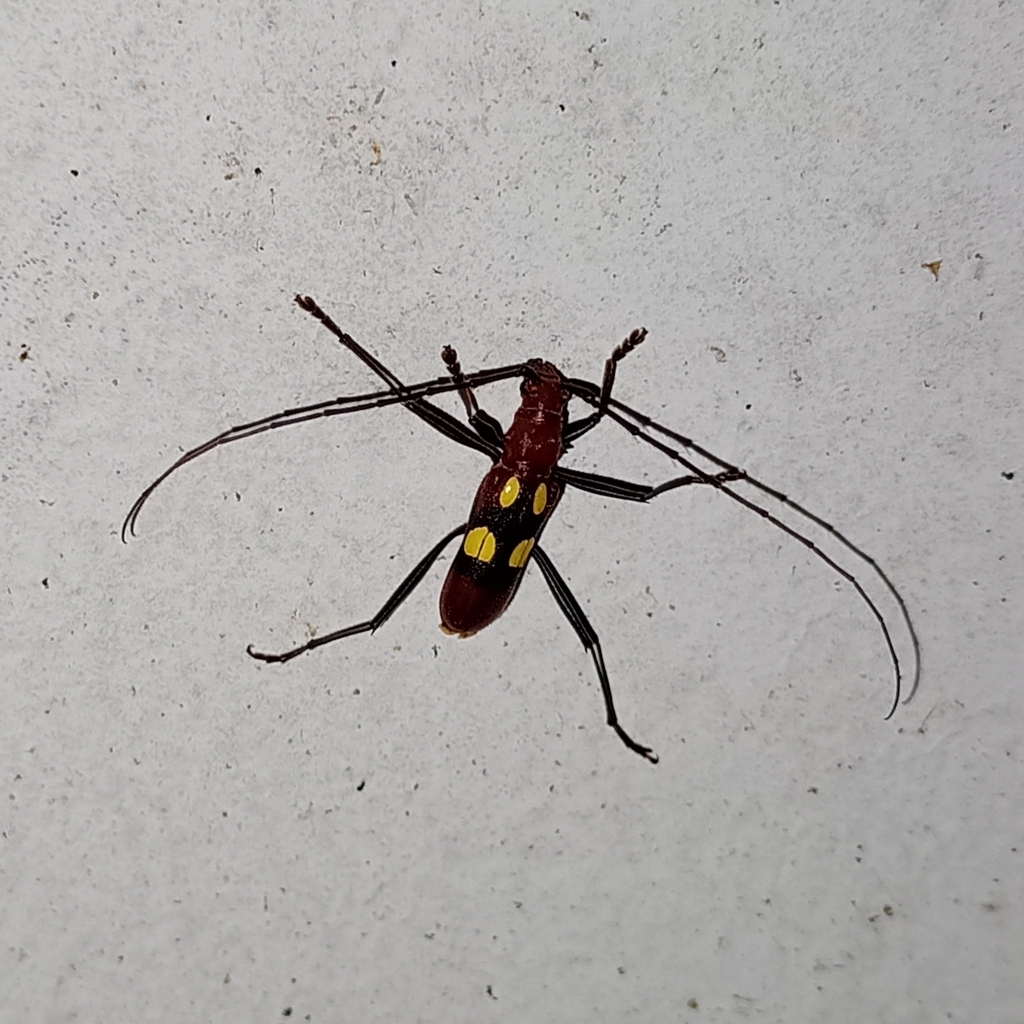 Pronuba decora
