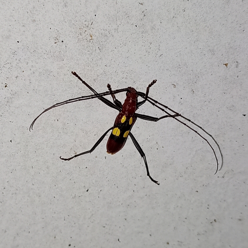 Pronuba decora