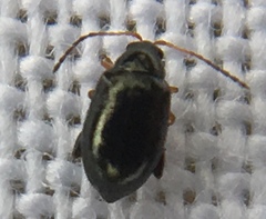Aphthona