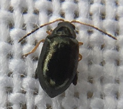 Aphthona
