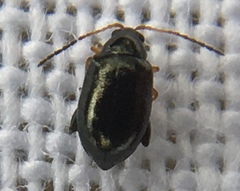 Aphthona