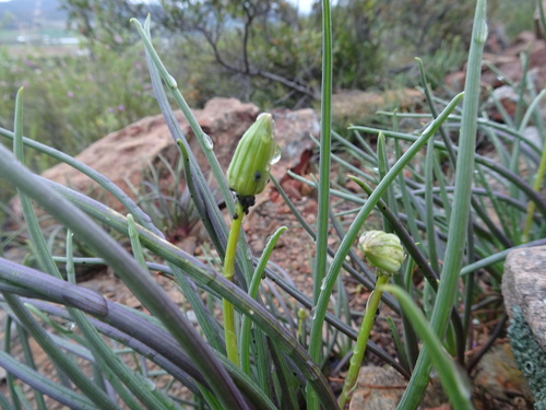 Curio acaulis, photograph 5
