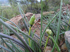 Curio acaulis, photograph (c) Thomas Koffel, some rights reserved (CC BY)
