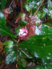 Tripterospermum luzonense