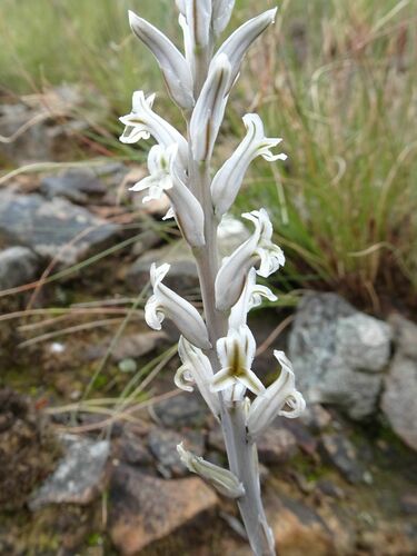 Image of Haworthia mucronata by (c) Thomas Koffel, some rights reserved (CC BY)