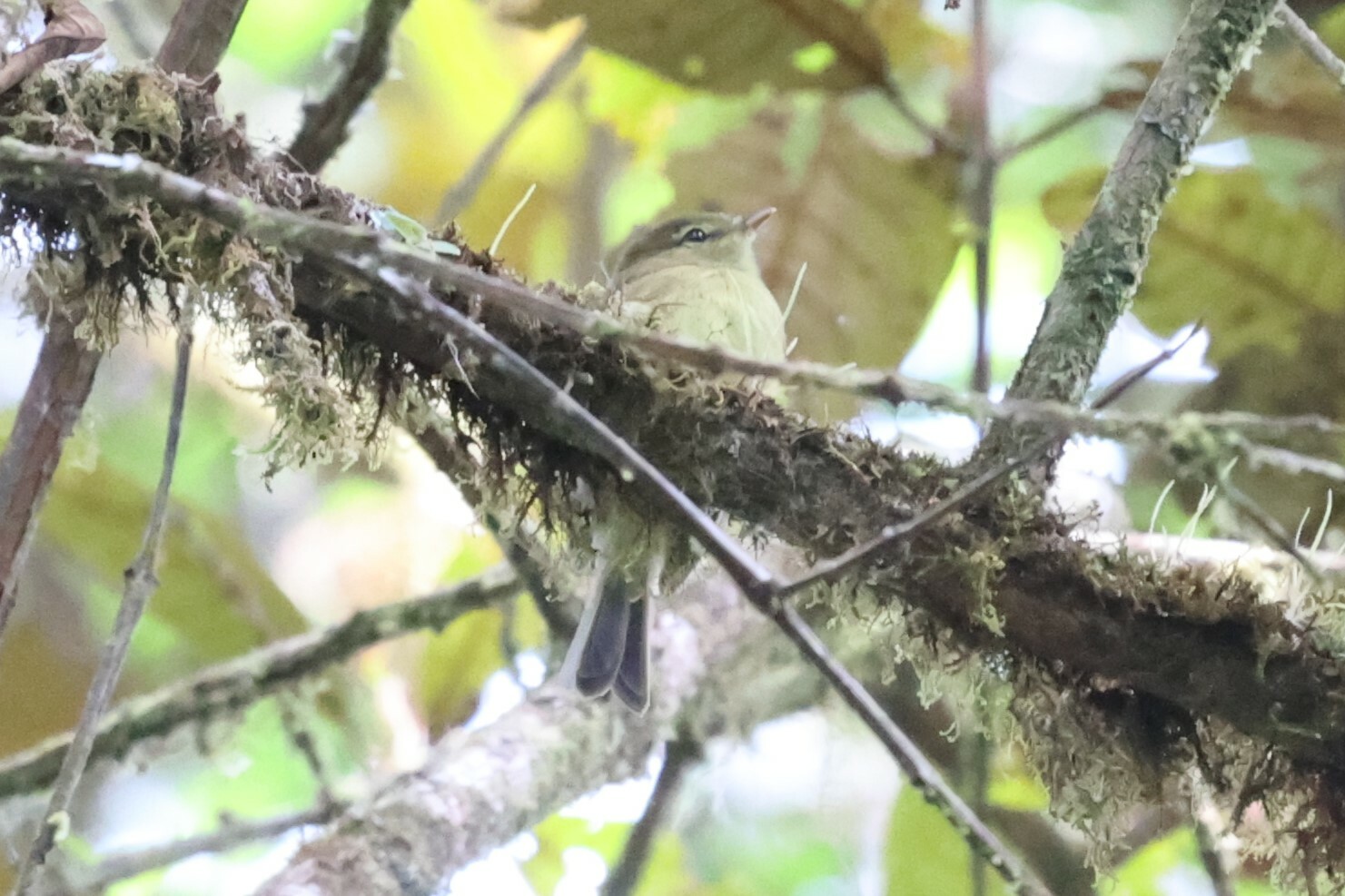 Flavescent Flycatcher (Myiophobus flavicans), photo 6