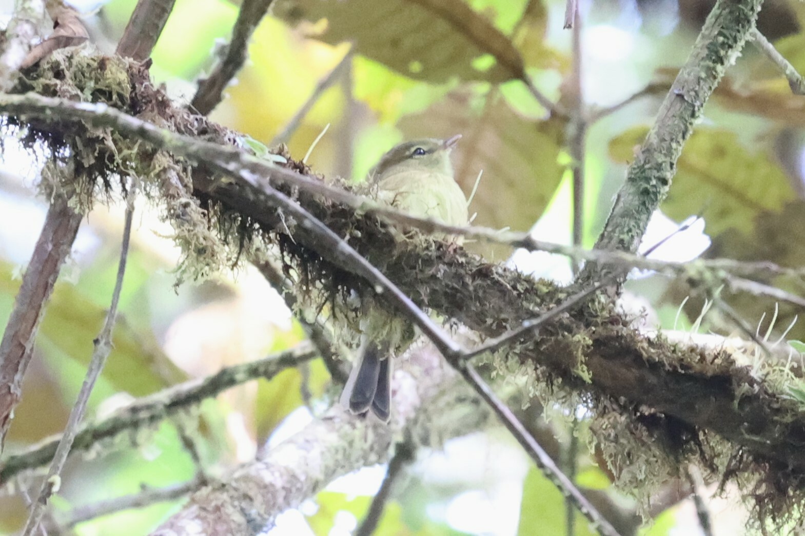 Flavescent Flycatcher (Myiophobus flavicans), photo 7