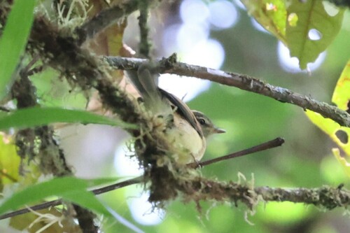 Flavescent Flycatcher (Myiophobus flavicans), photo 8