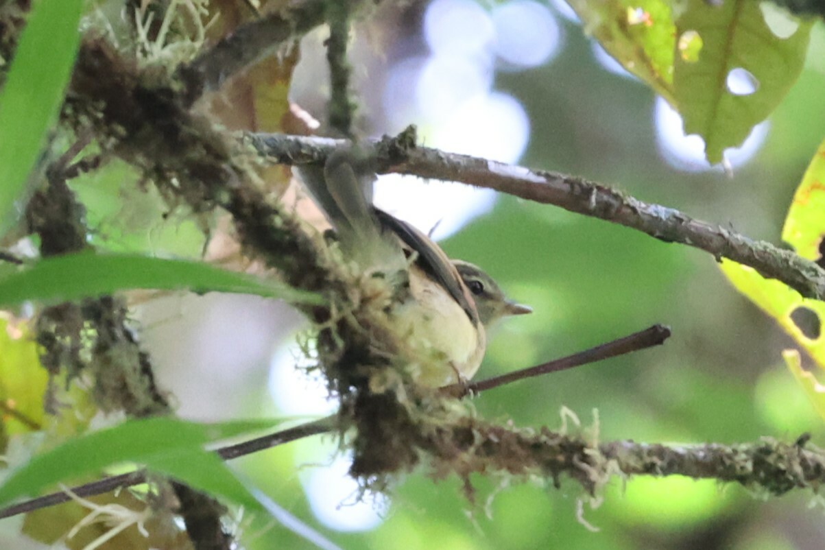 Flavescent Flycatcher (Myiophobus flavicans), photo 8