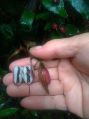 Tripterospermum luzonense