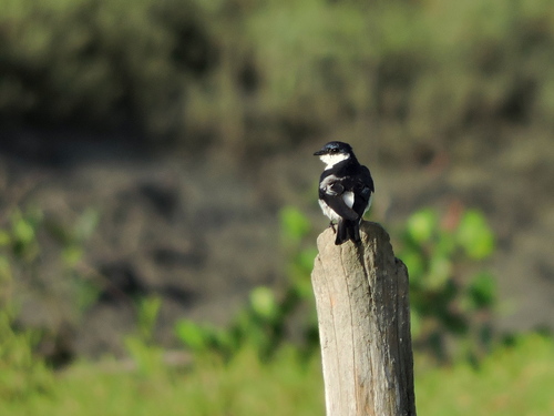 White-winged Swallow