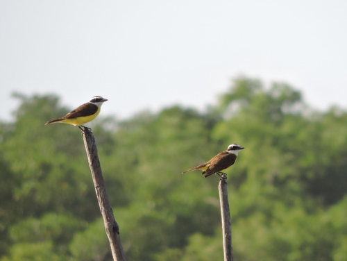 Great Kiskadee