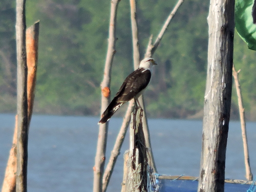 Yellow-headed Caracara