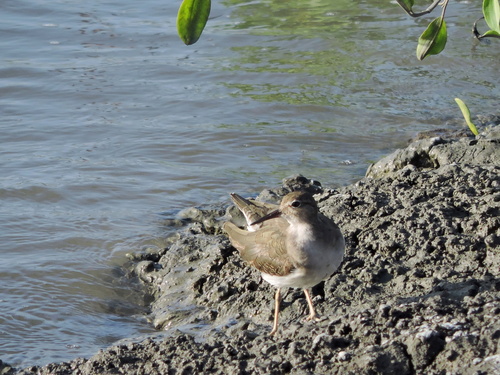 Spotted Sandpiper