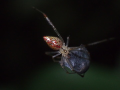 Thwaitesia margaritifera