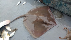 Longnose Stingray photo 1