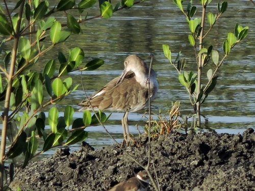 Willet