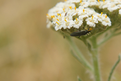 Achillea millefolium