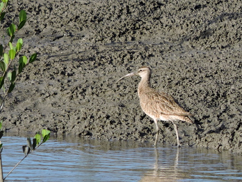 Hudsonian Whimbrel