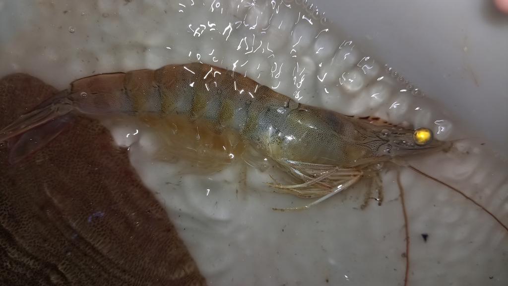 southern white shrimp