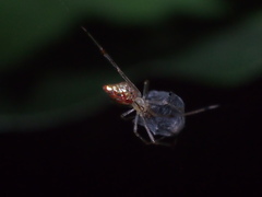 Thwaitesia margaritifera