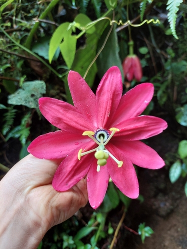 Image of Passiflora antioquiensis by (c) Daniel Mesa, some rights reserved (CC BY)