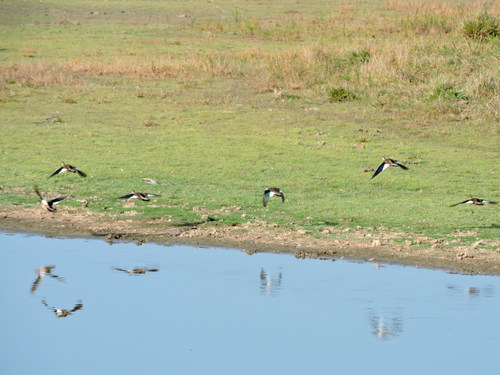 Brazilian Teal