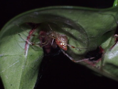 Thwaitesia margaritifera