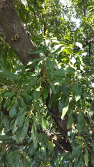 Ficus subpisocarpa