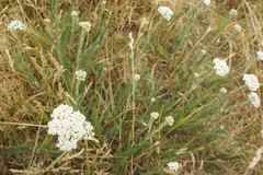 Achillea millefolium