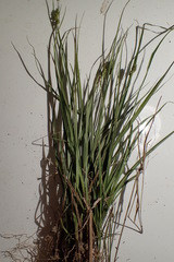 Carex complanata