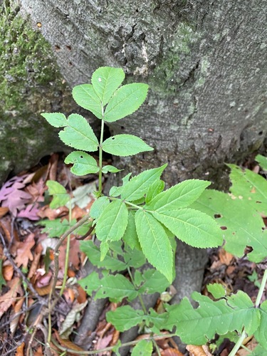 Sambucus racemosa