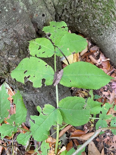 Sambucus racemosa