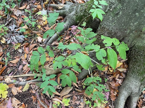 Sambucus racemosa