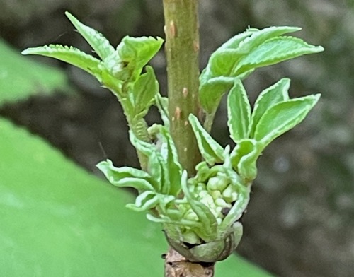 Sambucus racemosa