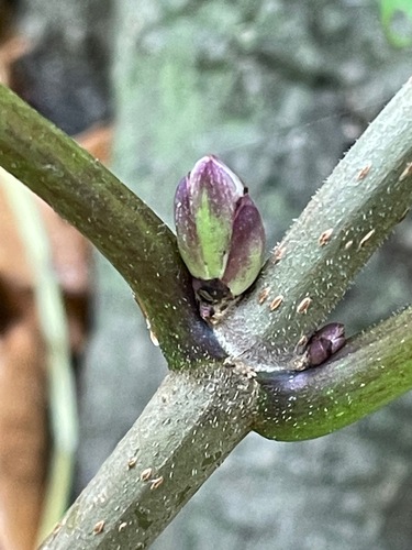 Sambucus racemosa