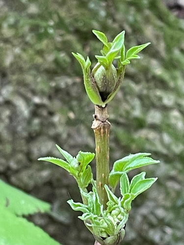 Sambucus racemosa