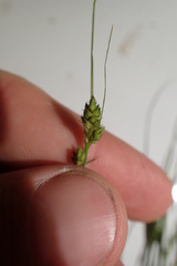 Carex complanata