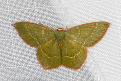Thalera pistasciaria