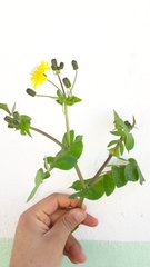 Sonchus