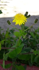 Sonchus
