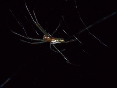Leucauge wulingensis