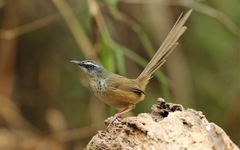 Prinia superciliaris